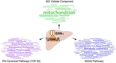 ERRα as a Bridge Between Transcription and Function: Role in Liver Metabolism and Disease